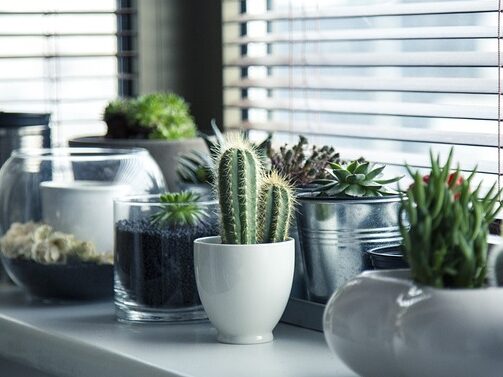 いくつかの観葉植物が窓際に置いてある画像