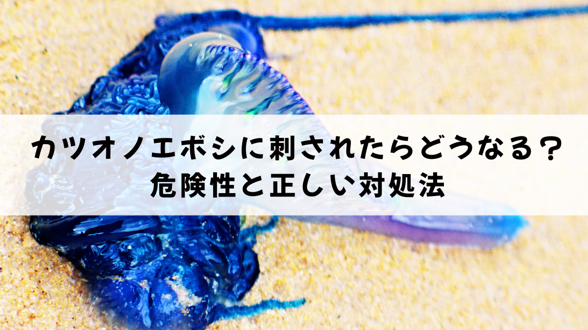 カツオノエボシに刺されたらどうなる？危険性と正しい対処法