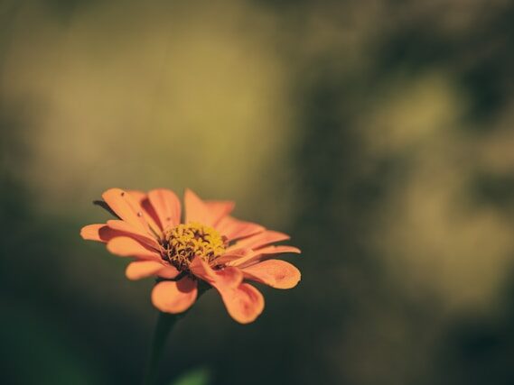 オレンジの花が一輪咲いている画像