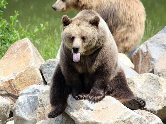 熊が舌を出している画像