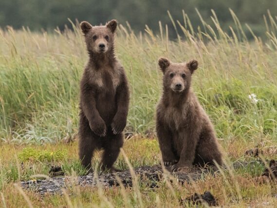 二匹の熊が並んでいる画像