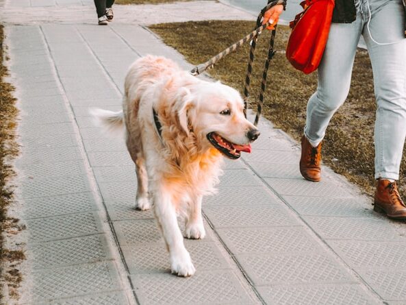 犬の散歩の画像