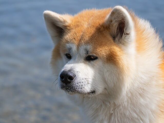 秋田犬の画像